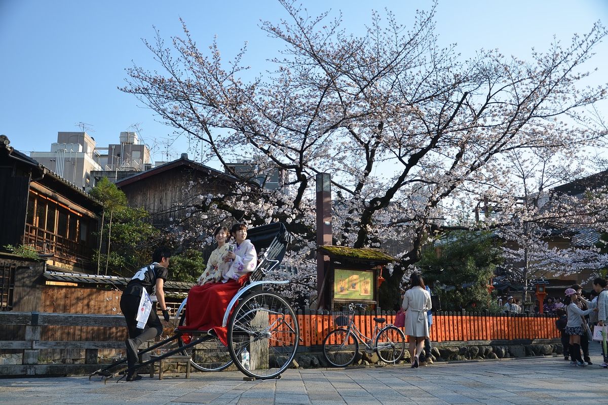 Bunga Sakura di Kyoto, Jepang