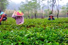 Main ke Malang? Jangan Lupa Hirup Udara Sejuk di Kebun Teh Wonosari