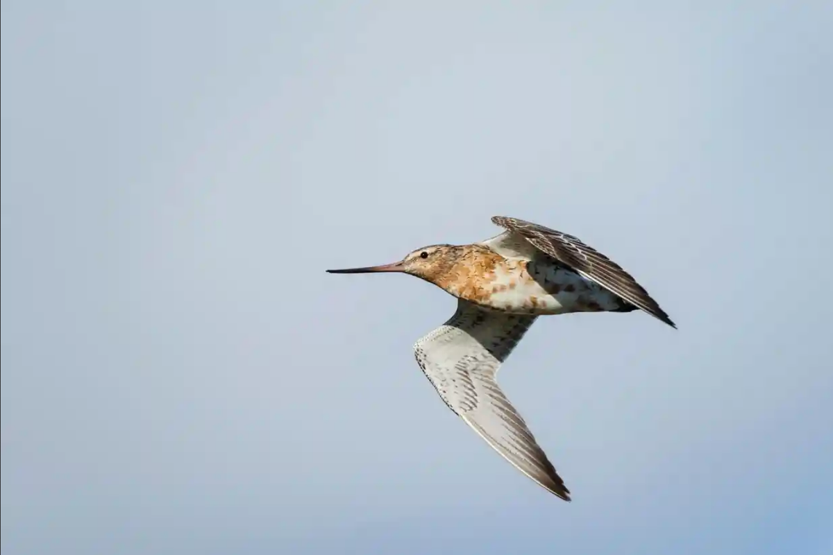 Burung Bar-Tailed Godwit remaja pecahkan rekor terbang dari Alaska ke Australia 
