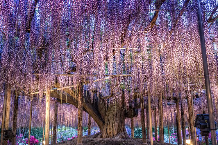 Wisteria Tunnel, Jepang.