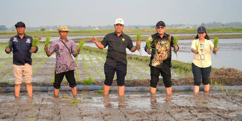 Kegiatan penanaman padi di Desa Tegal Kunir Kidul, Kecamatan Mauk, Kabupaten Tangerang, bersama Kelompok Tani (Poktan) Cibantek, Selasa (17/9/2024).