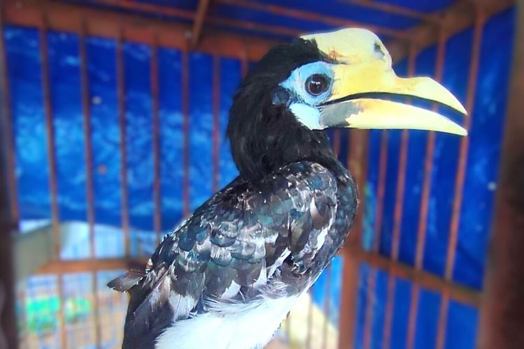 2 Burung Dilindungi Diserahkan Warga Magetan ke BKSDA, Pelihara Satwa Liar Dilarang