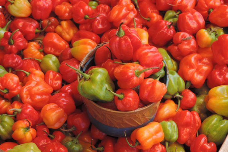 Cabai kotokkan, hasil panen cabai kotokkan