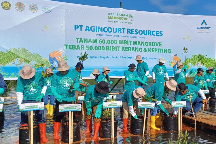 PT Agincourt Resources (PTAR) saat menanam bibit mangrove bersama Forum Komunikasi Pimpinan Daerah (Forkopimda) Tapanuli Tengah, Sumatera Utara di kawasan konservasi Desa Sitio-tio, Senin (3/6/2024).