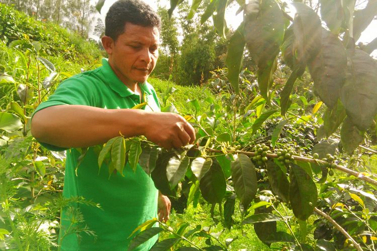 Pioner kopi liar Lencoh, Iswondo (43) memetik biji kopi di lahan miliknya di Dukuh Plalangan, Desa Lencoh, Kecamatan Selo, Boyolali, Jawa Tengah.