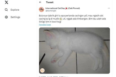 Benarkah Bulu Berdiri Tanda Kucing Cacingan? Ini Penjelasan Dokter