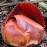 Bunga Rafflesia Arnoldii Hampir Mekar di Halaman Rumah Warga Agam Sumbar