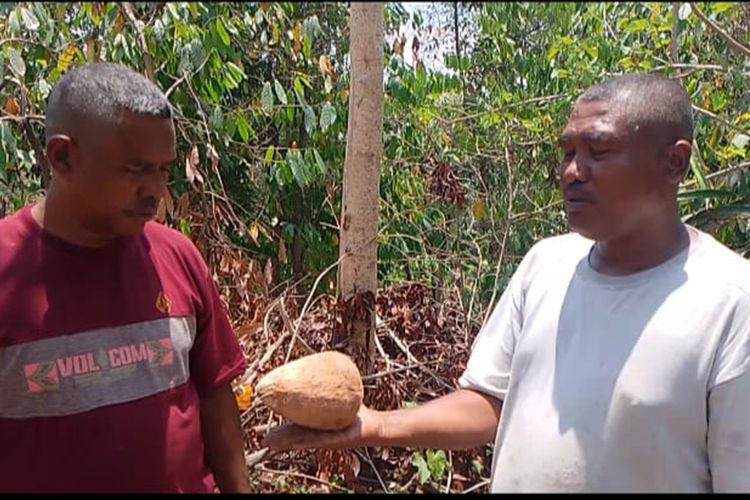 Kala Kelapa Tua Jadi Petunjuk Warga Manggarai Timur Mencari Sumber Air Tanah