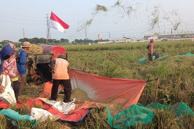Kondisi Padi Tak Seragam, Petani Rorotan Jakut Batal Gelar Panen Raya