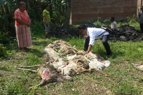 17 Ekor Kambing di Malang Mati Diserang Binatang Buas