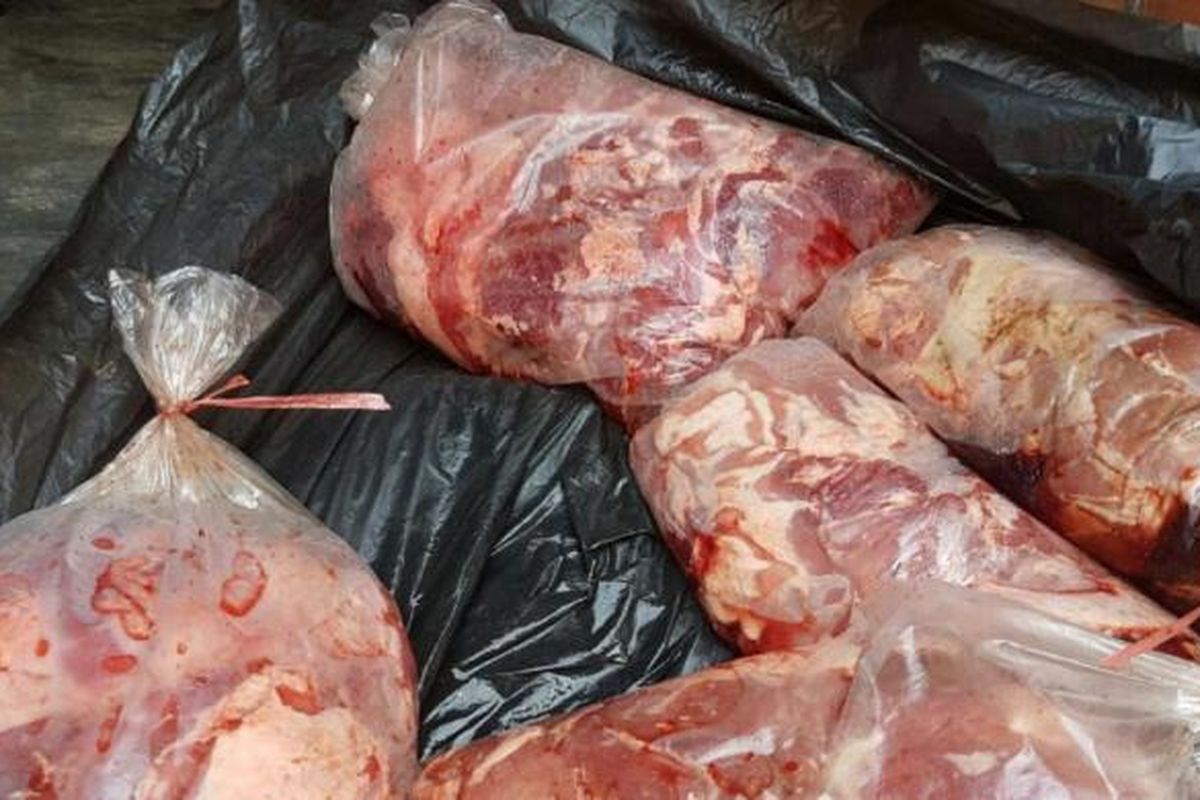 Daging celeng sitaan Badan Karantina Pertanian Pelabuhan Panjang Lampung 