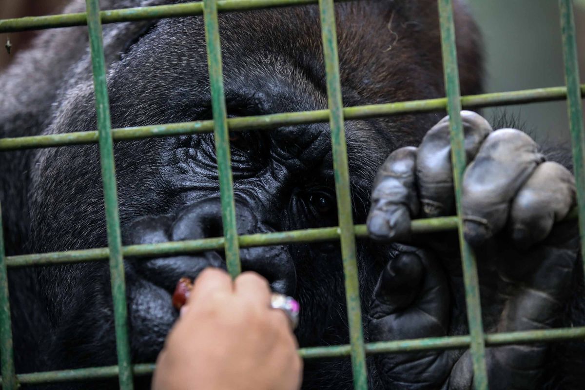 Pengasuh hewan saat memberikan makan Gorila di Kebun Binatang Ragunan, Jakarta Timur, Rabu (20/3/2019). Makanan yang diberikan adalah jenis buah-buahan dan sayuran.