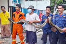 Animals Gone Wild: 3-Meter Reticulated Python Captured in Indonesian Housing Complex