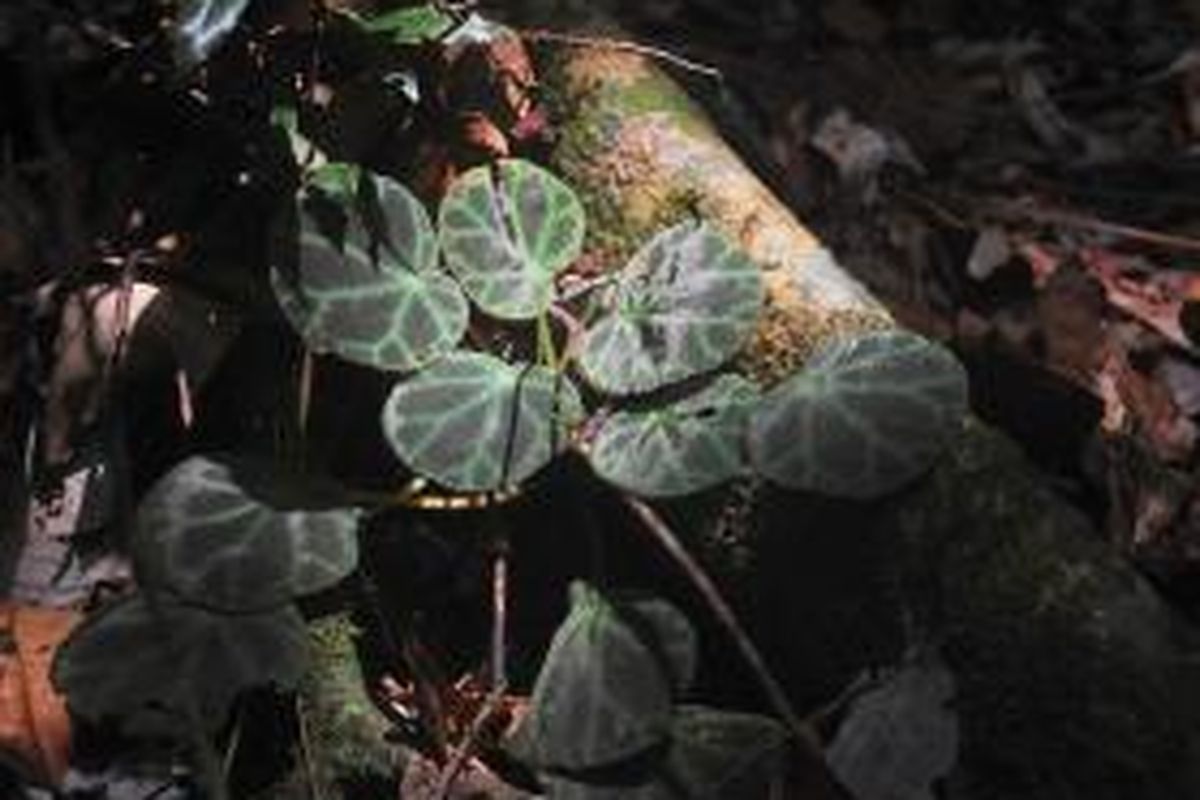 Begonia olivacea