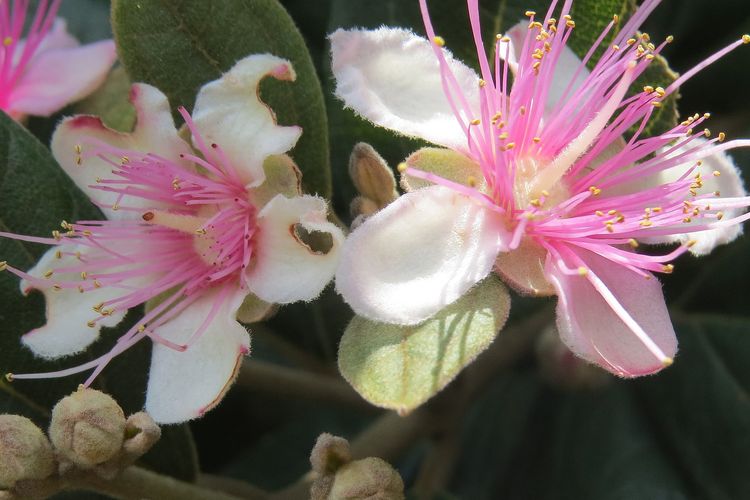 Ilustrasi tanaman kemunting atau karamunting (Rhodomyrtus tomentosa), daun kemunting.