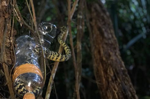 Ular Berbisa Diselundupkan Lewat Bandara, Ditaruh di Botol Plastik, Kondisinya Lemas