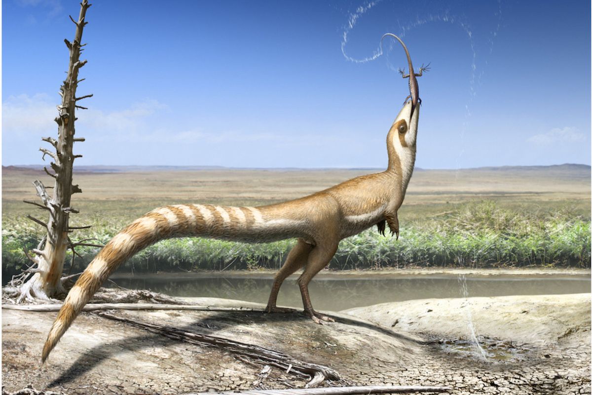 Ilustrasi Sinosauropteryx, seekor dinosaurus yang melakukan penyamaran dengan baik dengan wajah bertopeng yang hidup sekitar 130 juta tahun yang lalu pada masa Cretaceous.