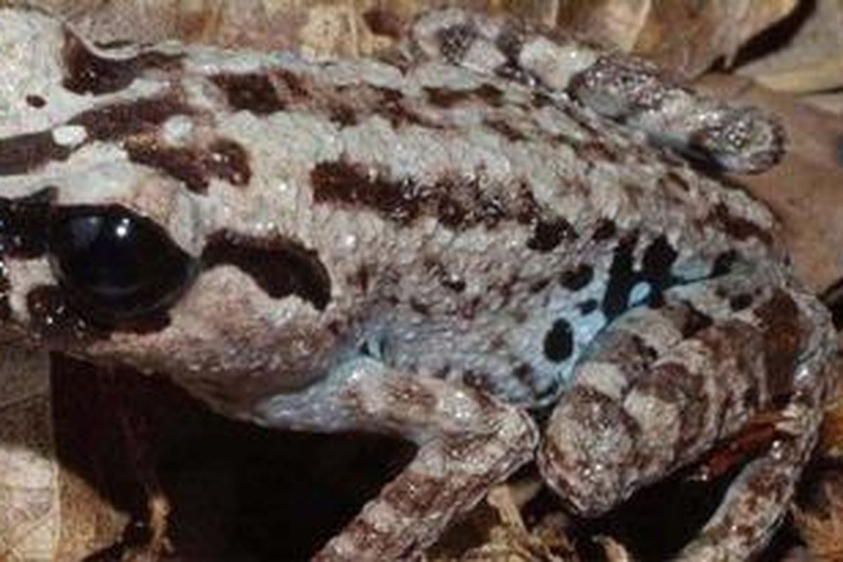 Leptobrachium nigrops