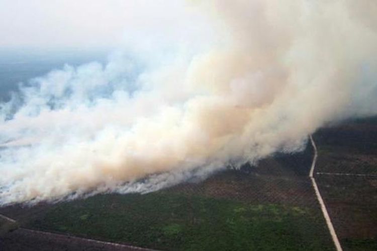 Kawasan perkebunan di Rokan Hilir, Bengkalis, Riau, yang terbakar dan menciptakan asap tebal, 17 Juni 2013. Asap menyebar dan menyelimuti negara tetangga seperti Singapura dan Malaysia.