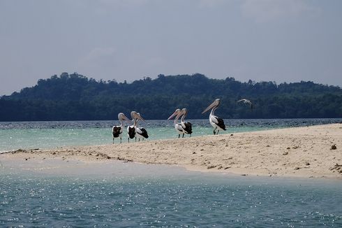 Kenapa Burung Pelikan Bermigrasi?