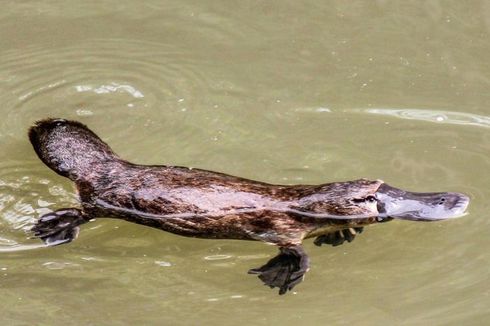 Habitatnya Tergerus, Platipus Spesies Asli Australia Terancam Punah