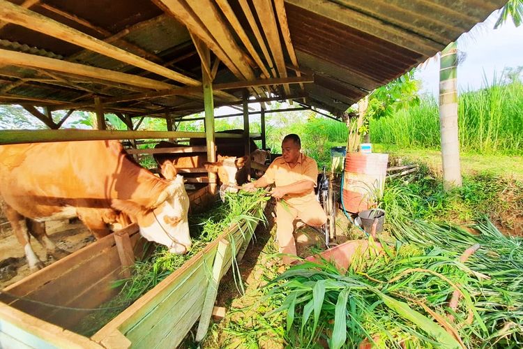 Kopda Indah Murdiono sedang memberi makan ternak sapi di Payakumbuh, Sumatera Barat. 