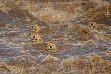 [Foto] Cheetah Berjuang di Aliran Sungai yang Deras, Apakah Selamat?