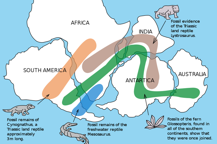 Jalur penemuan fosil yang membuktikan teori pengapungan benua Alfred Lothar Wegener 
