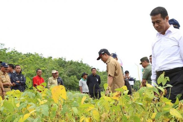 Menteri Pertanian Andi Amran Sulaiman mengamati tanaman kedelai siap panen di Kelurahan Simpang, Kecamatan Berbak, Tanjung Jabung Timur, Jambi, Selasa(6/9/2016). Tanah yang digunakan merupakan lahan gambut.