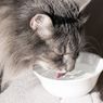 8 Cara Membuat Kucing Doyan Minum Air