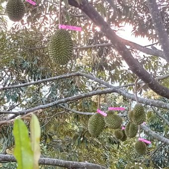 Pohon durian musang king di Tana Durian Klaten yang bakal panen raya pada Oktober-November 2023.