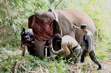 Tak Terpantau Setahun Terakhir, Balai TNBBS Ganti GPS Collar Kawanan Gajah Liar Sumatera