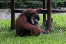 Pengelola KBB Tuntut Pelempar Rokok pada Orangutan Minta Maaf