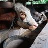 Terpengaruh Wabah PMK, Harga Sapi di Tingkat Peternak di Banyuwangi Melonjak