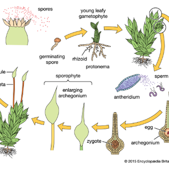 botani tumbuhan tinggi pdf