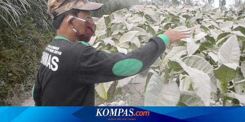 417 Hektar Lahan Pertanian di Lereng Merapi Terdampak Abu Vulkanik - Vimarsana News