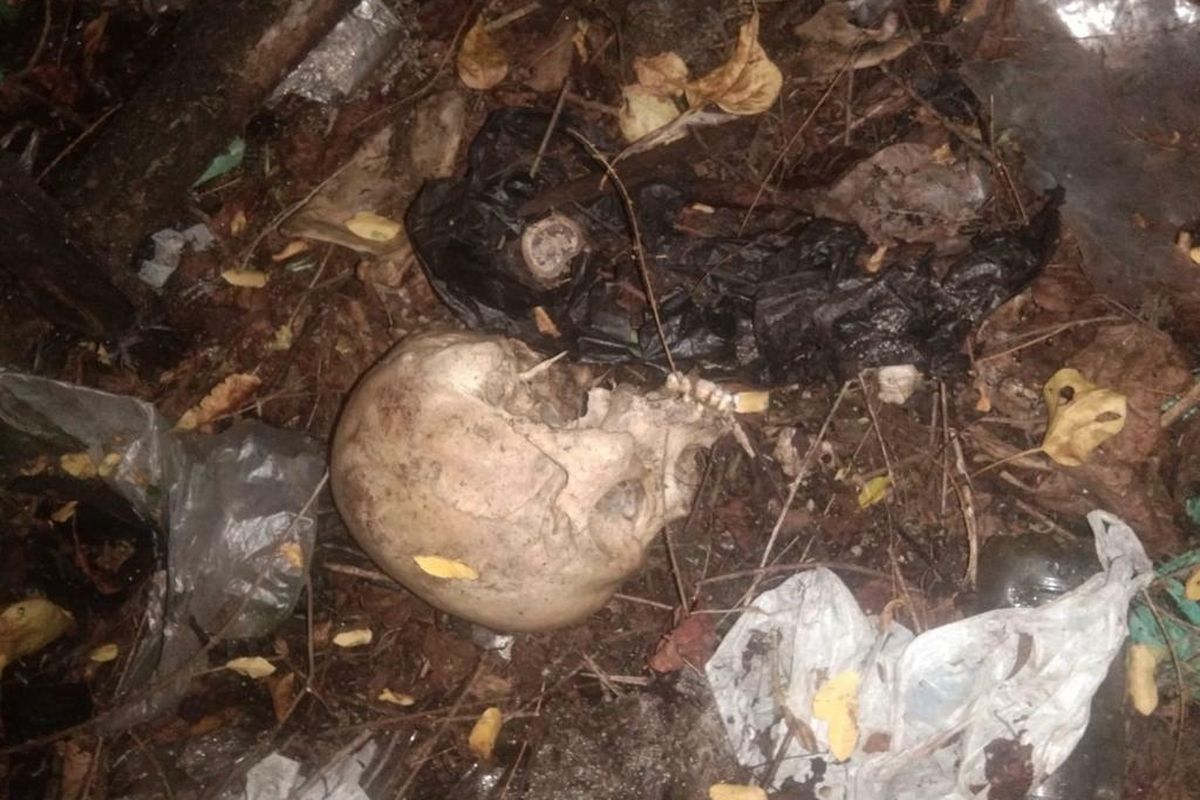 Kerangka manusia ditemukan di hutan mangrove Denpasar. 