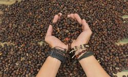 Rahasia di Balik Ketenaran Kopi Canggah