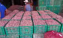 Jelang Panen Raya, Kementan Pastikan Harga Bawang Merah Berangsur Normal
