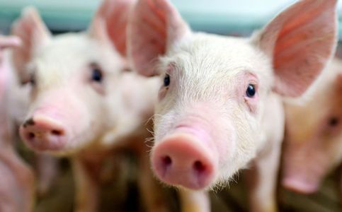 Sudden Death of Over 800 Pigs in Indonesia Sparks Concern
