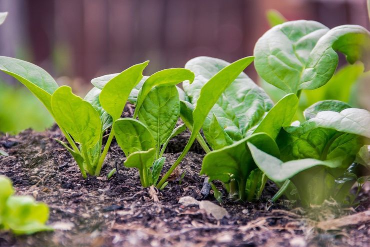Petani Lebak Sulap Sawah Kering Jadi Ladang Sayur, Omzet Rp 15 Juta Per Bulan
