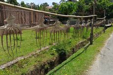 Imbas Minyak Goreng dan Gurita Mahal, Usaha Kerupuk Gurita di Bengkulu Gulung Tikar