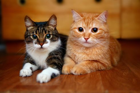 5 Tips Membawa Kucing dalam Perjalanan Jauh