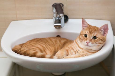 7 Alasan Mengapa Kucing Suka Berada di Kamar Mandi