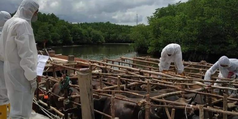 Petugas di Bintan langsung memeriksa kondisi sapi kurban yang baru tiba dari Natuna.