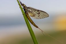 Danish Mayfly Dinobatkan sebagai Insect of The Year 2021
