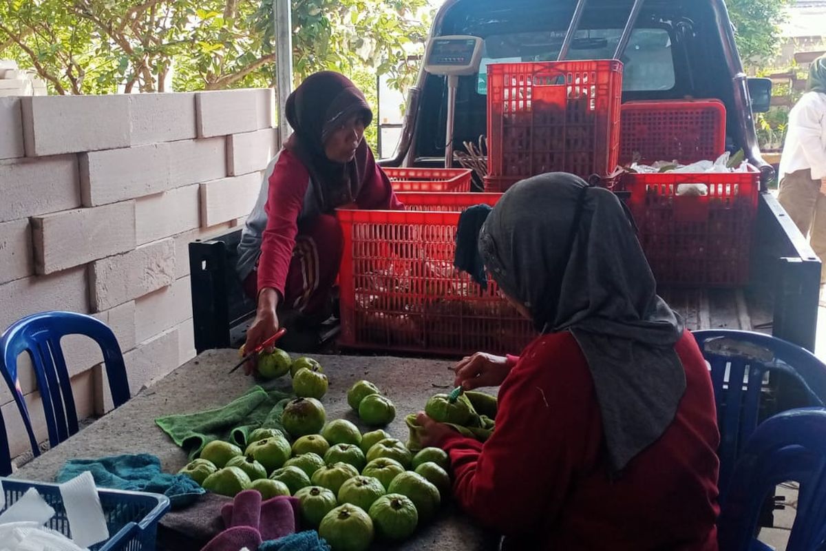 Karyawan sedang memilih jambu kristal