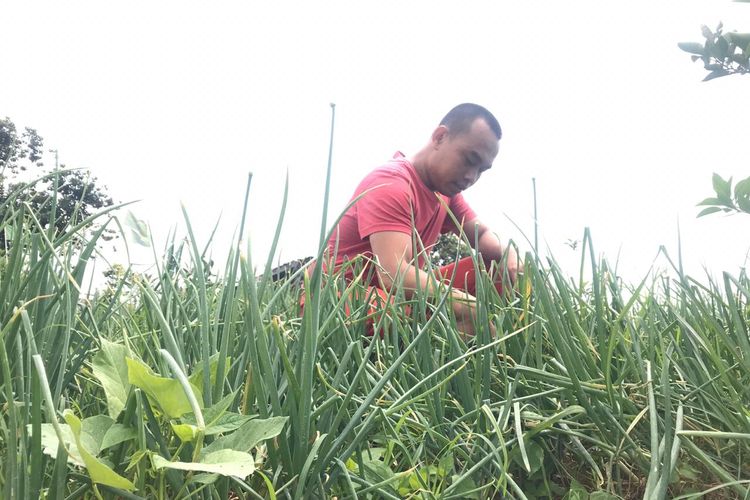 Ujang Margana (25), petani asal Cimenyan, Kabupaten Bandung, tengah mengecek kebun bawang miliknya, belum lama ini. 