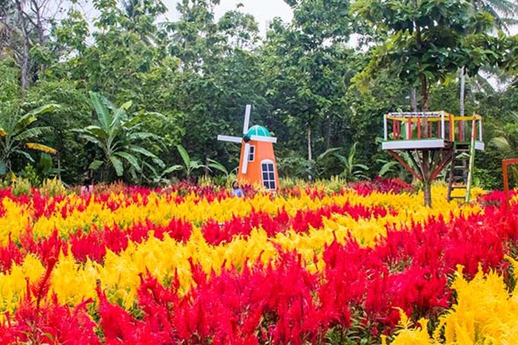 Taman Bunga Kebon Asri di Bayat, Klaten yang bernuansa Negeri Belanda.