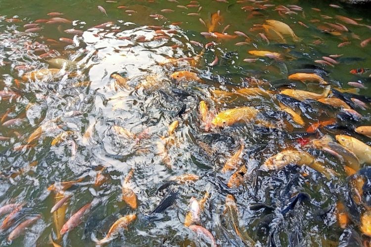 Kolam Ikan Jepang ala Pamulang Tangerang Selatan 